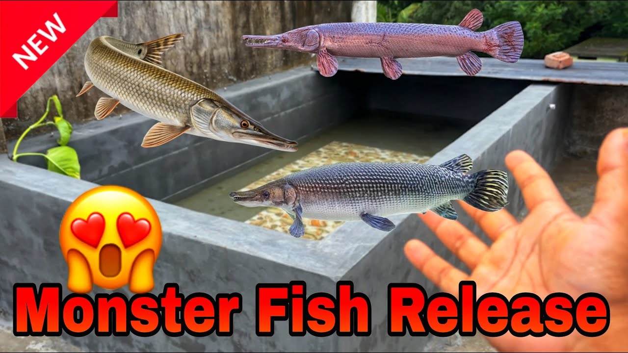 Releasing My Pet Alligator Gar's into their New Pond!