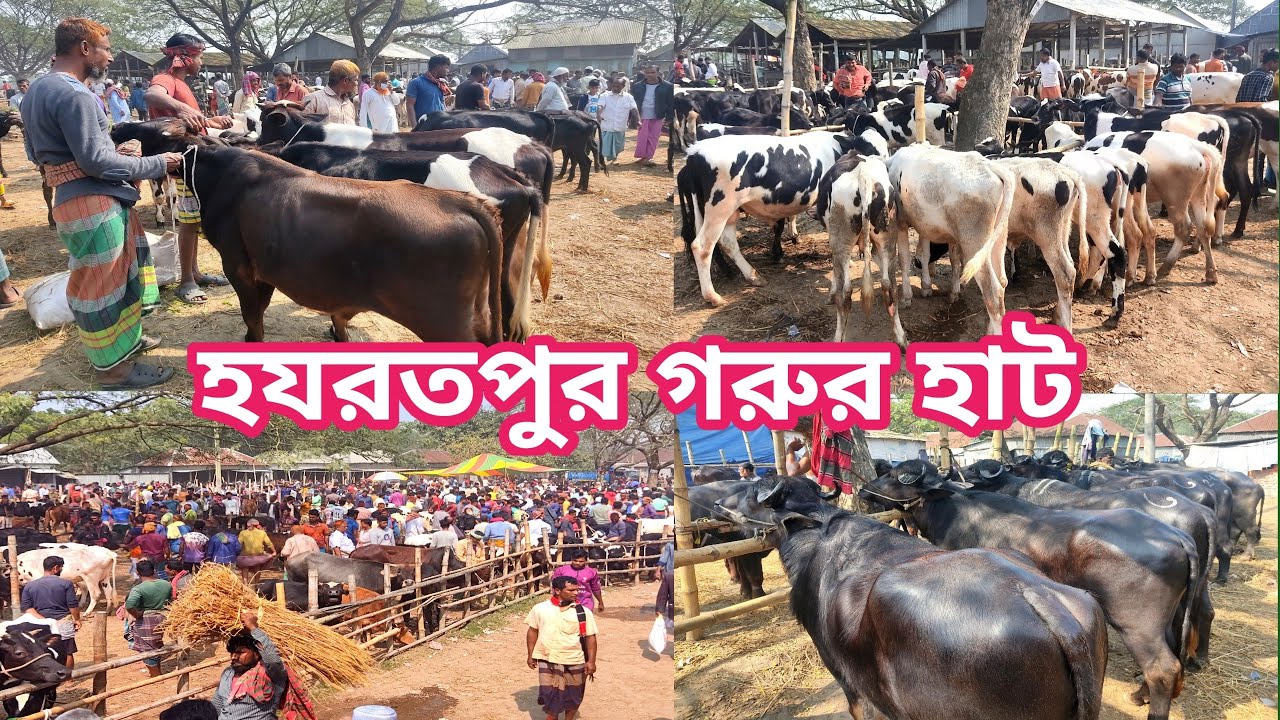 হযরতপুর পারাগ্রাম জমজমাট গরুর হাটের ভিডিও /Hazratpur Paragram Cow Market @Manikganjprotidin