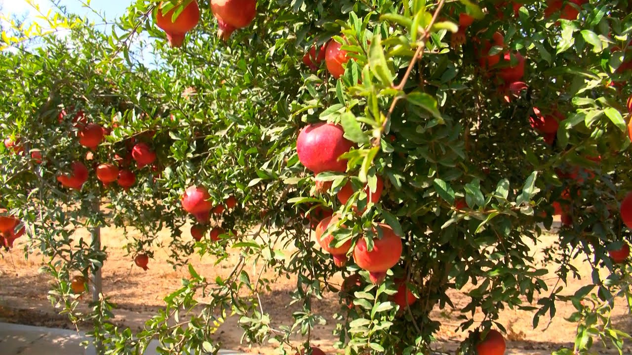 מגזין משמר הנגב 685 אוגוסט 2025