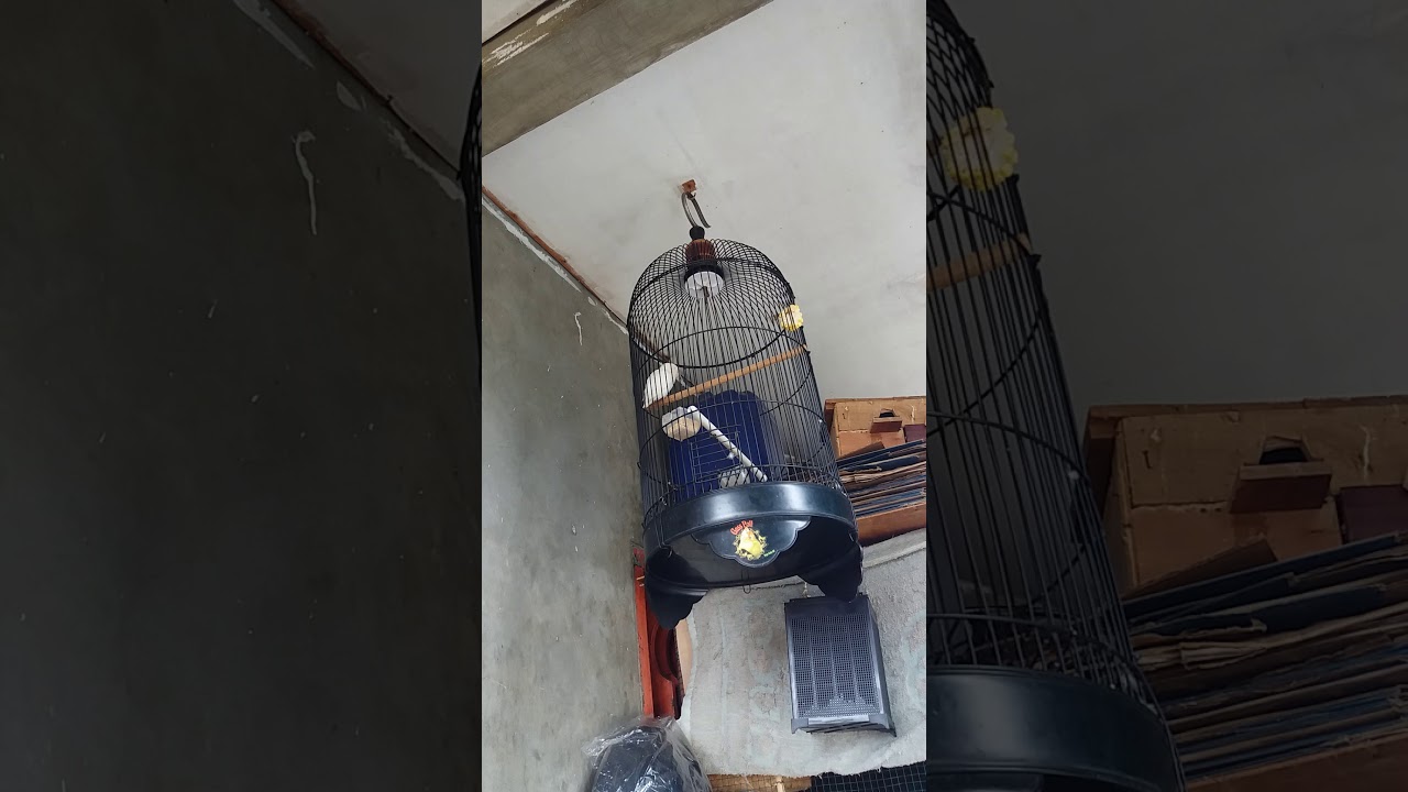 tahapan awal penggacoran lb jantan