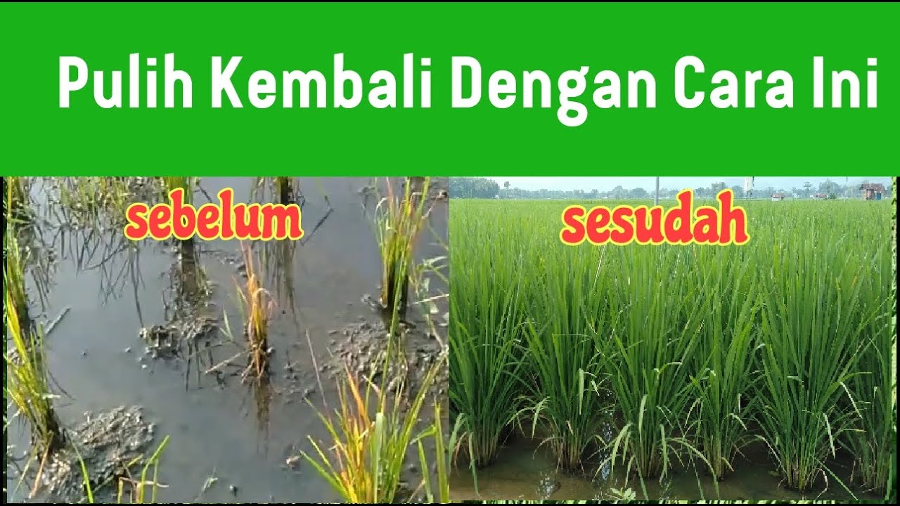 Mengatasi Padi Menguning ph drop kena jamur / bakteri
