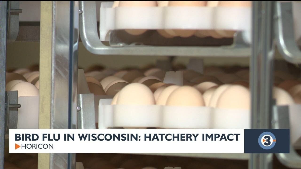 Wisconsin bird flu outbreak impacts more than three million birds