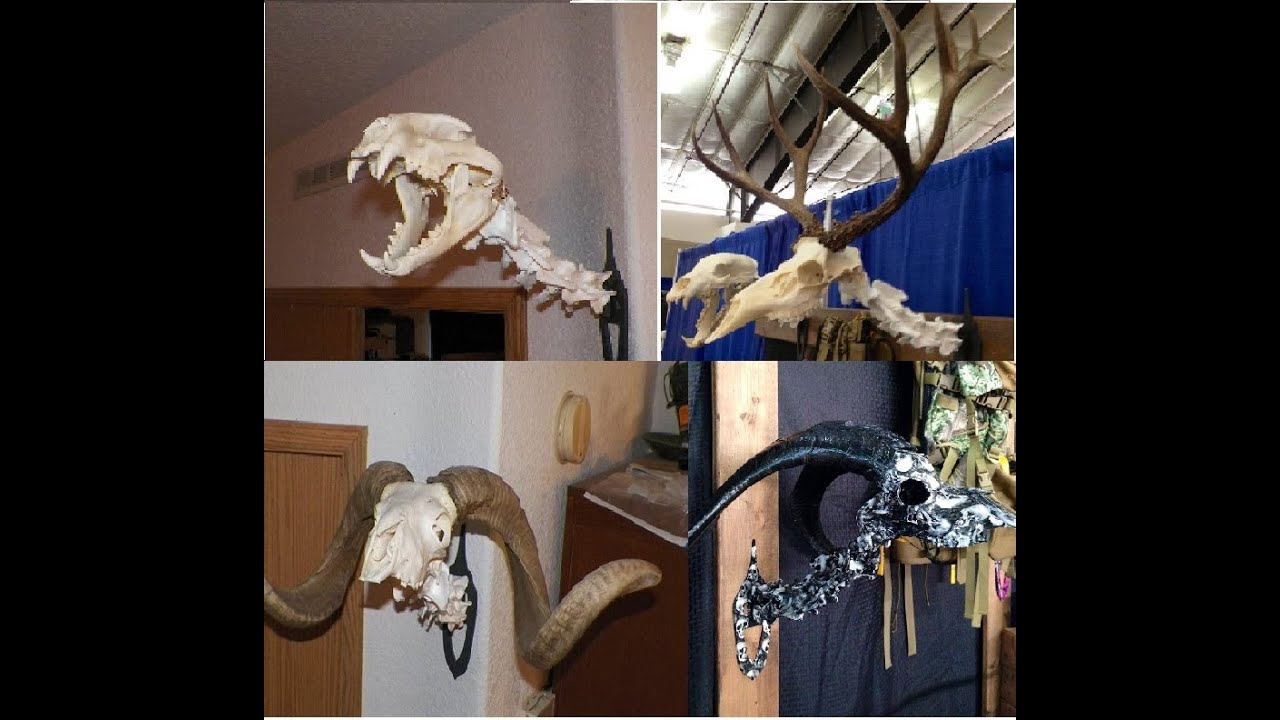 Amazing Idea To European Mount Your Deer Skull