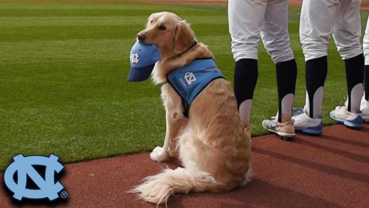Dog In The Dugout - UNC Baseball Embraces Service Dog