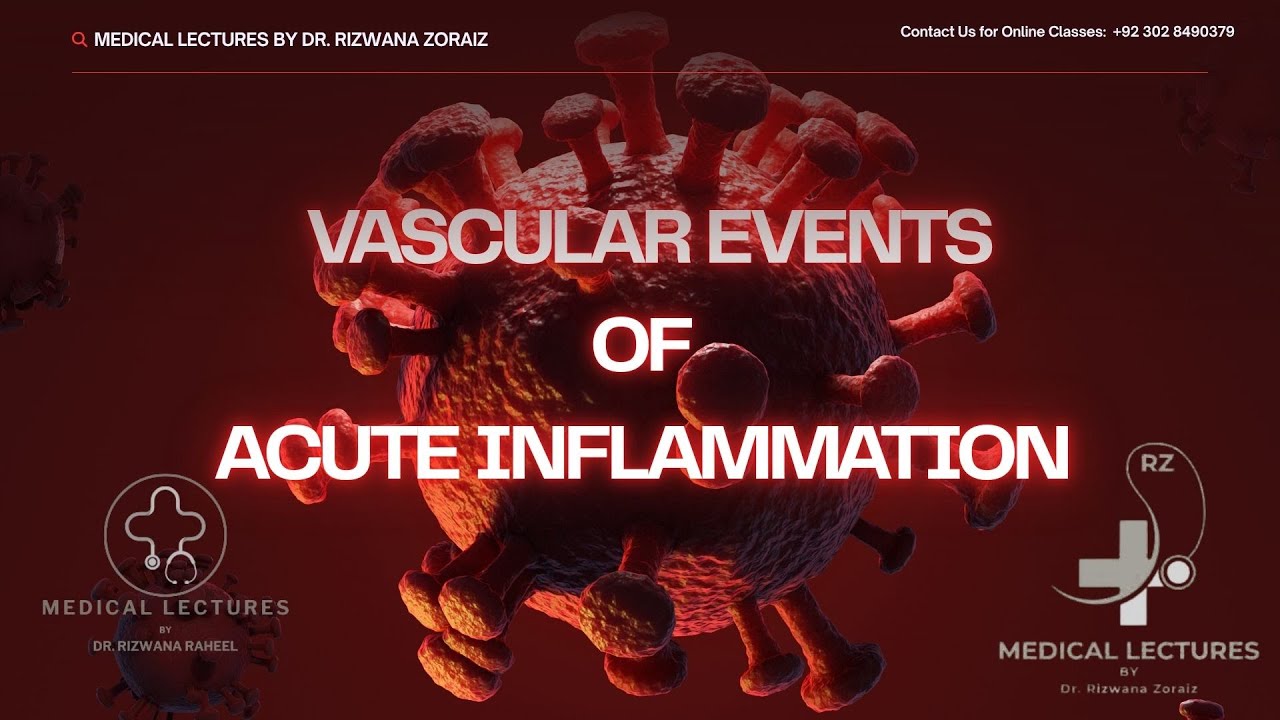 Vascular Events of Acute Inflammation