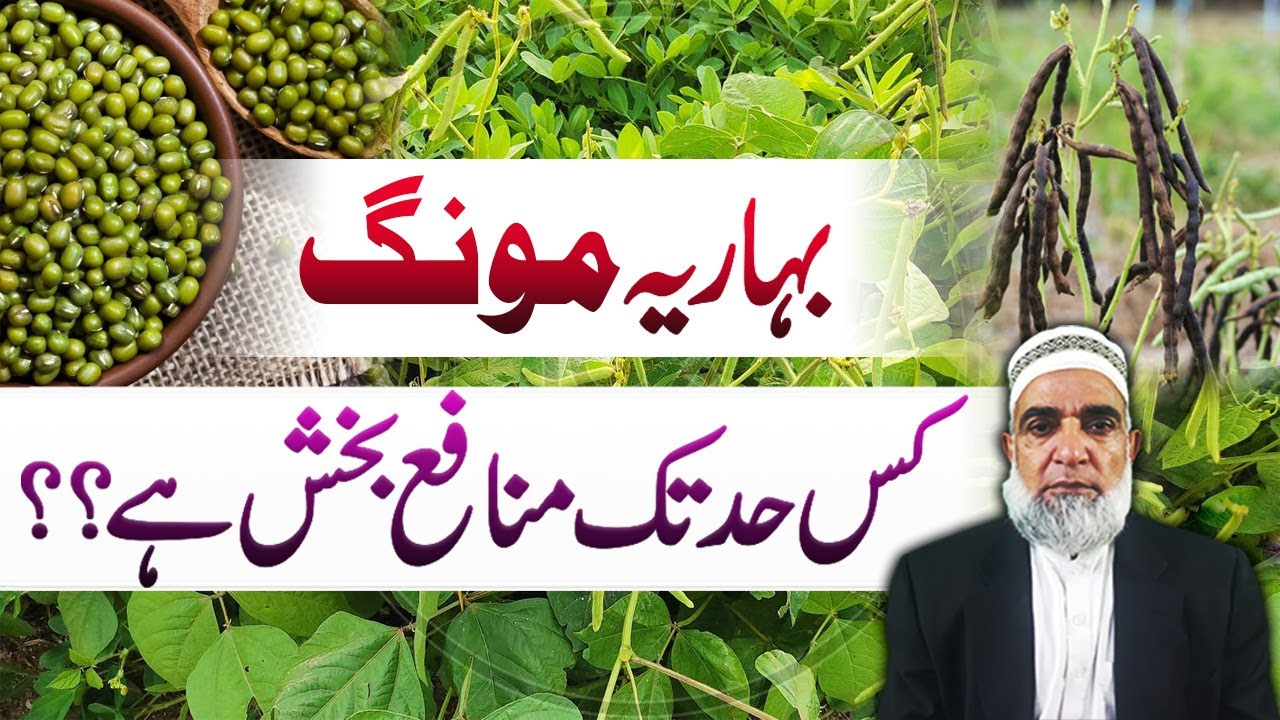 How much profitable is the spring cultivated Mung bean crop || Crop Reformer