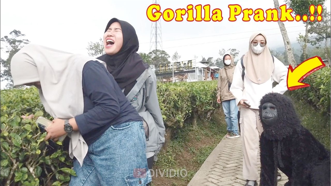 Gorila yang sangat menyenangkan || Gorila prank very funny
