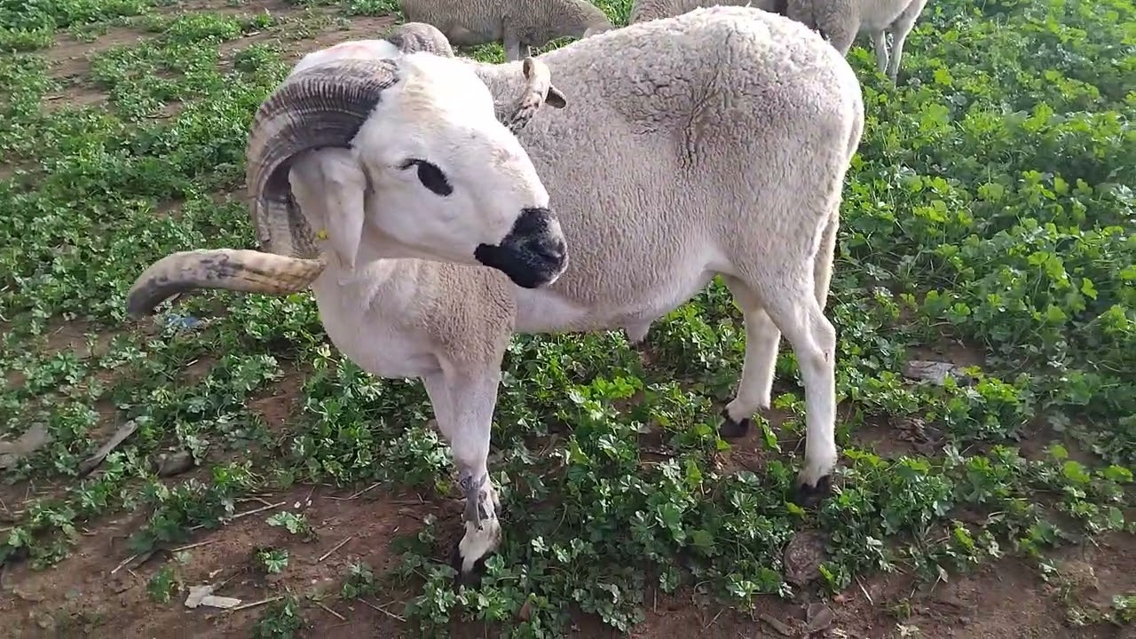  الحولي  غالي اليوم في سوق السبت  تيط مليل بتاريخ14/2/2026🤯🤯😱