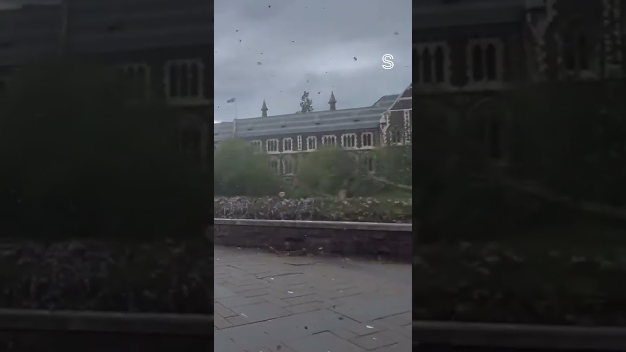 Trees downed in Dunedin as high winds rip through | Stuff.co.nz