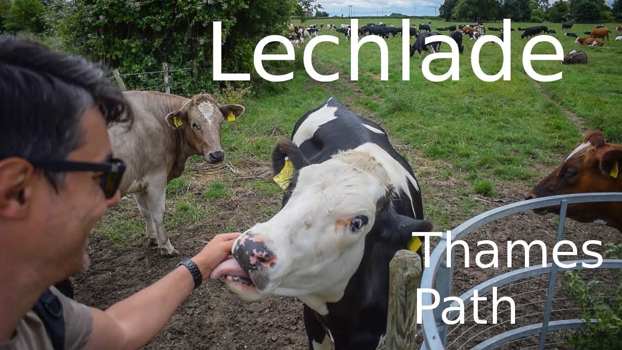 This cow licked me in Lechlade - Thames Path walk