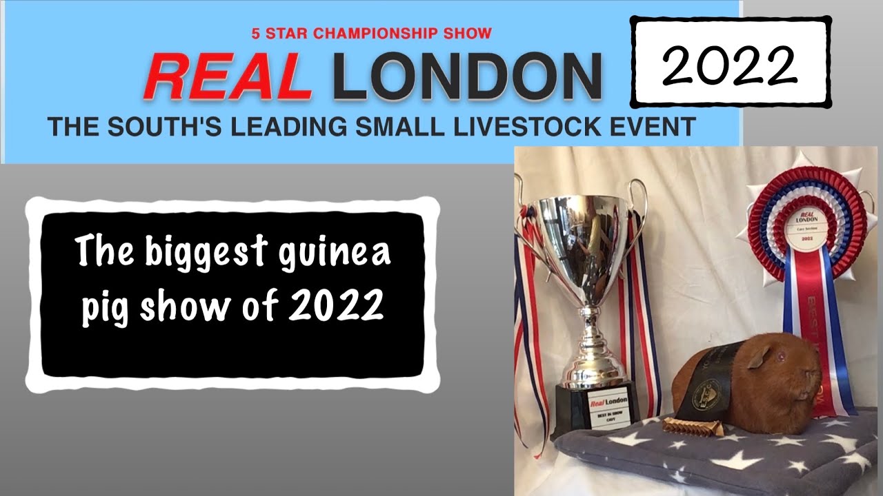 The Real London show - the biggest guinea pig show of 2022
