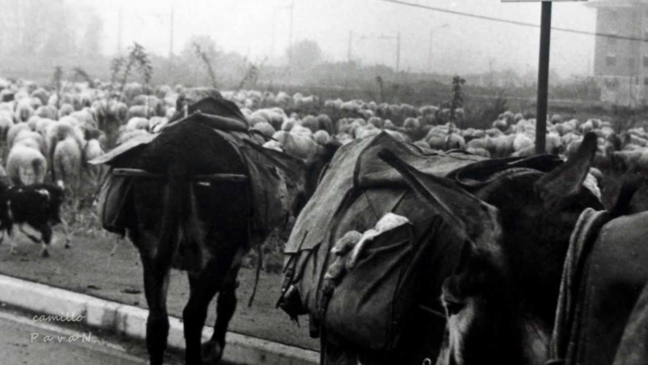 Transumanza 1978-1984 (Santa Maria del Sile) - 