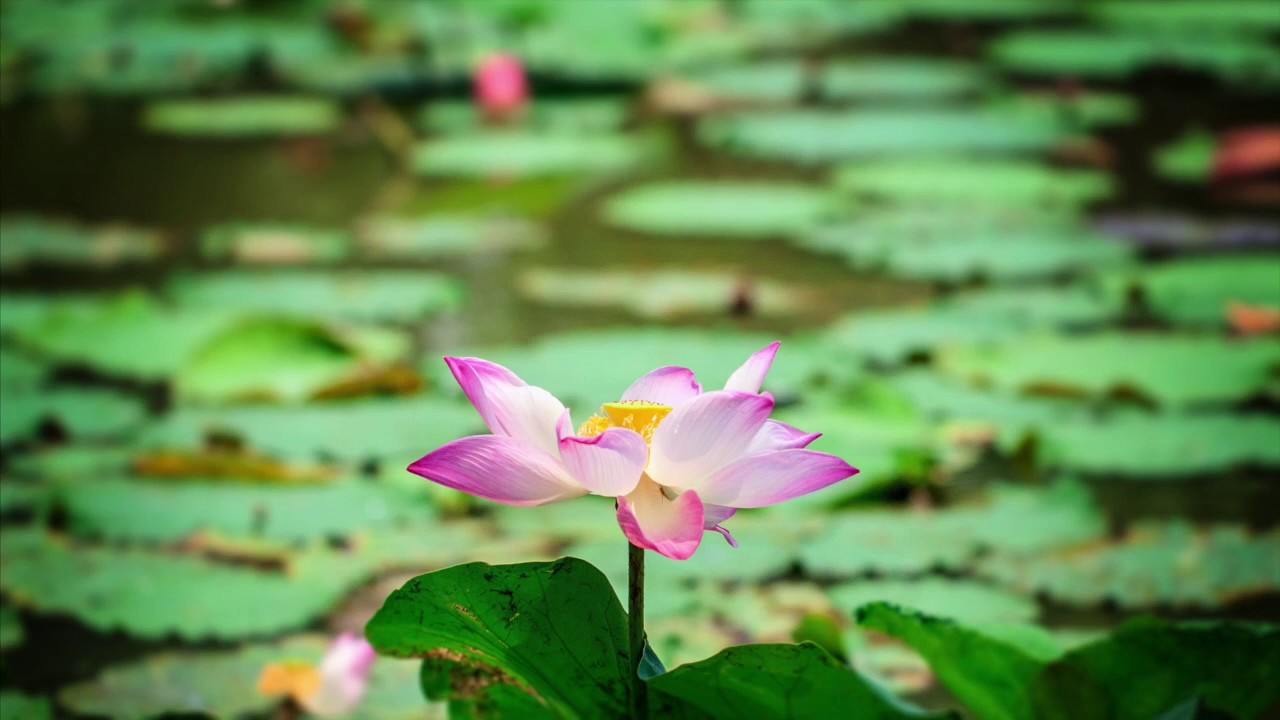 Is A Course in Miracles a pathway to Enlightenment? David Hoffmeister