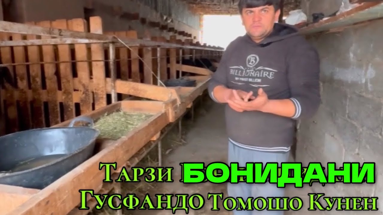ГУСФАНД ПАРВАРО И НАВОР БАРОИ ШУМО ТАРЗИ БОНИДАНИ ГУСФАНД 13 ноября 2024 г.