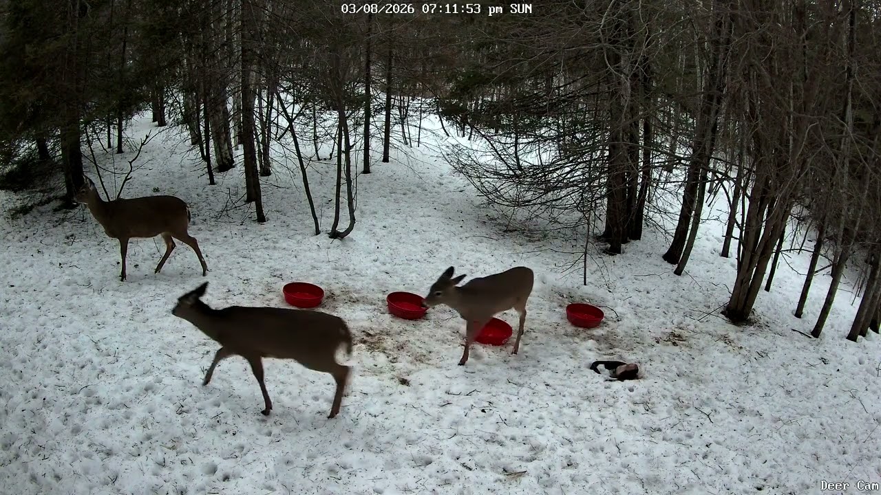 Deer 3-08-2026 7:03 PM