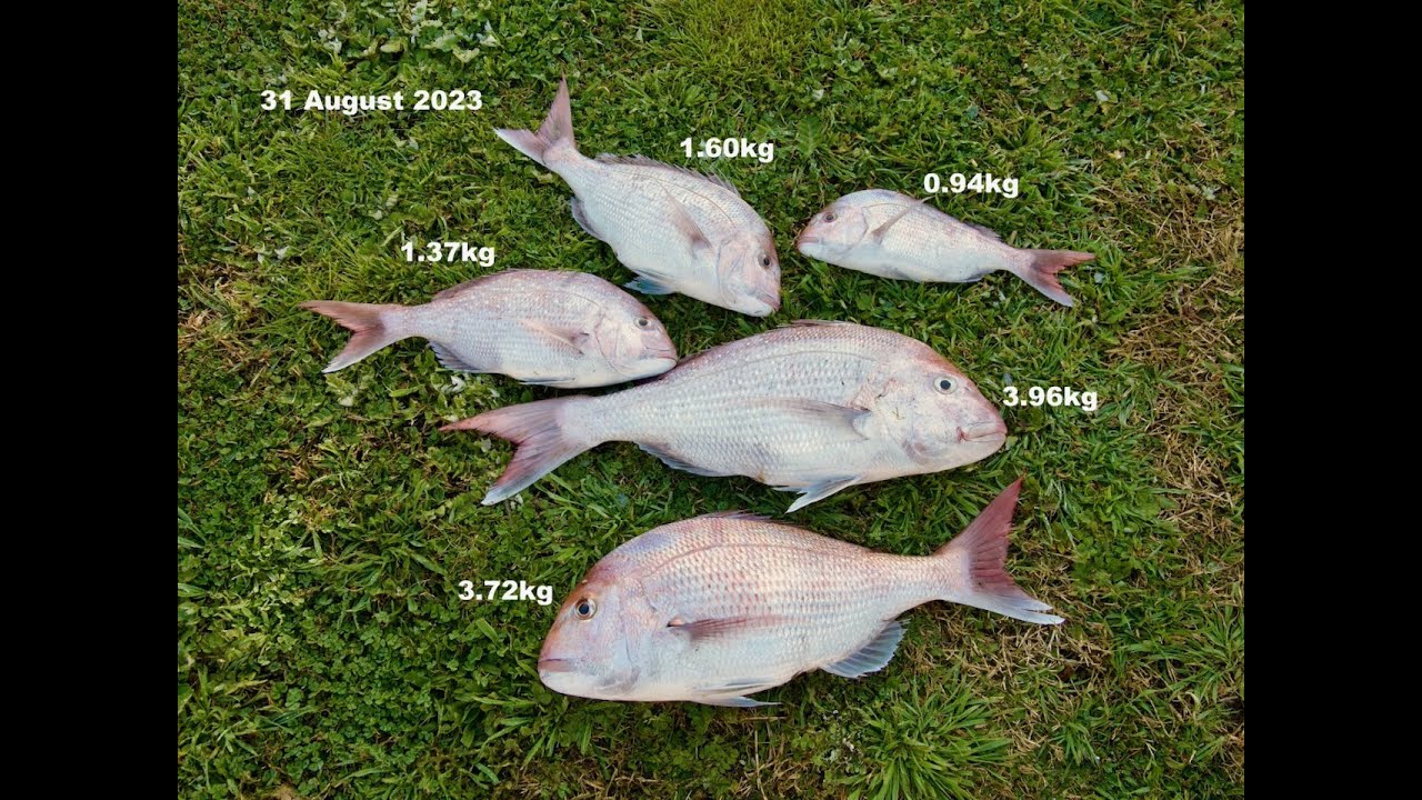 Deba Knife — filleting a New Zealand snapper