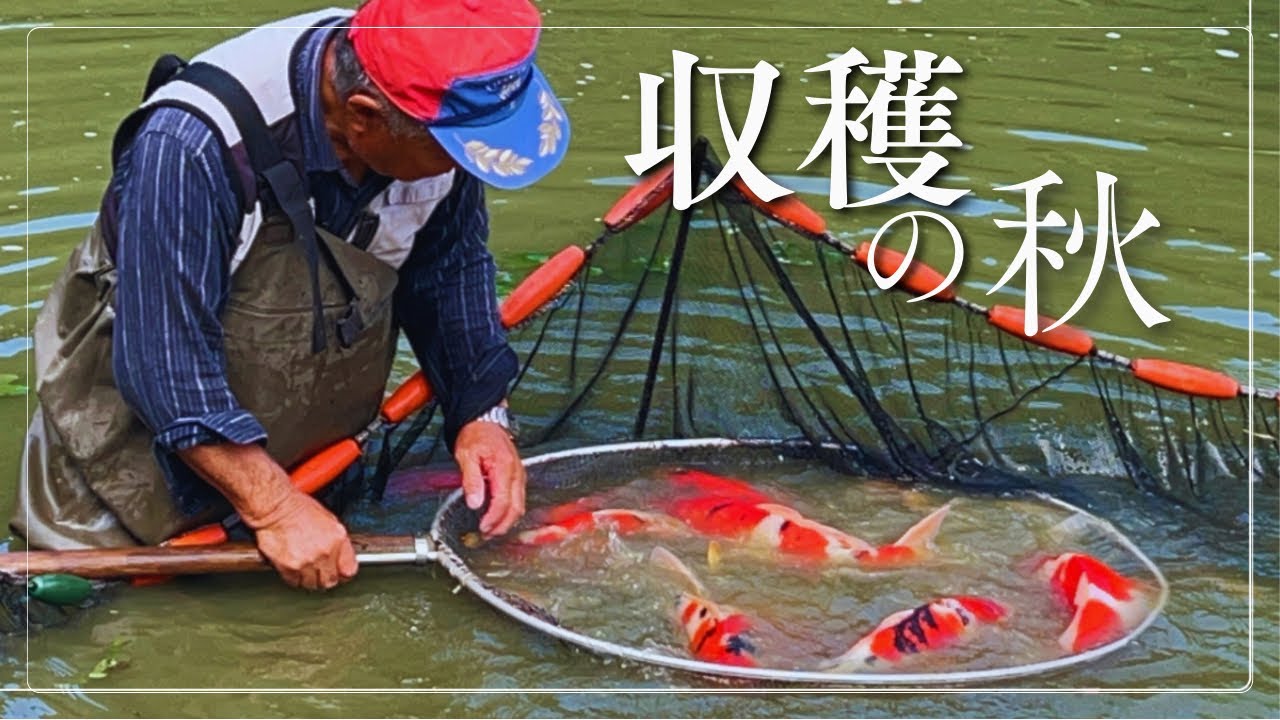 錦鯉販売のため野池から錦鯉をすくう#koi #塩田養鯉場 #アクアリウム #錦鯉販売 