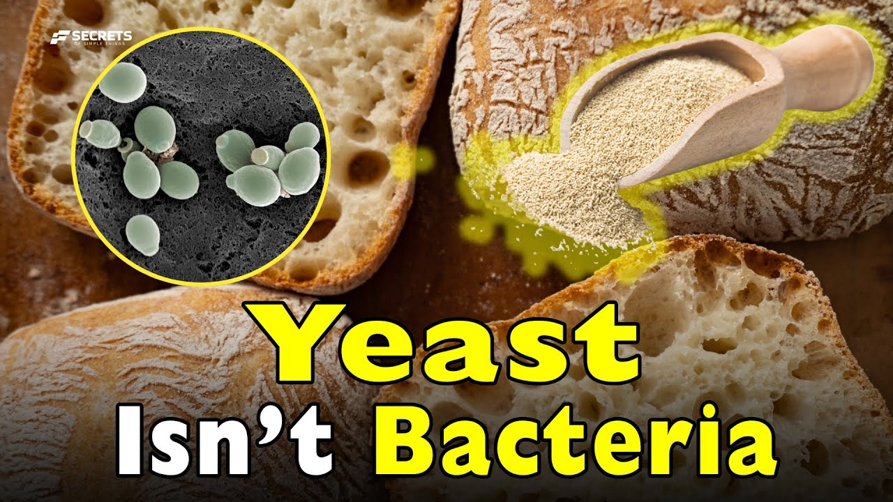 Yeast Makes Alcohol in Bread (And You Never Taste It)