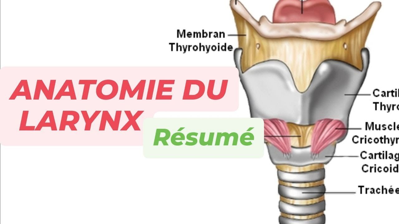 LE LARYNX ( R&eacute;sum&eacute; )