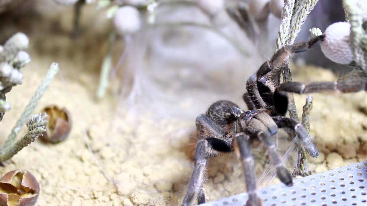 Ceratogyrus marshalli speed :)