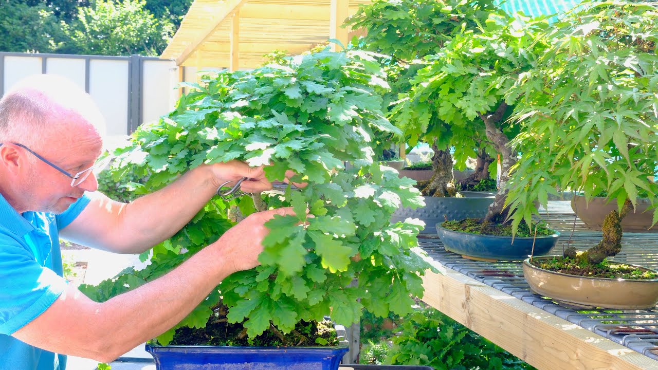 English Oak Bonsai Tree | 30 years old - Seasonal Prune