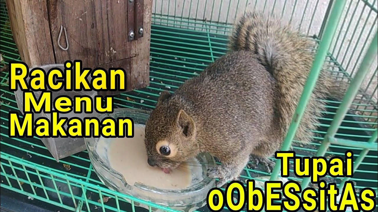 Menu OBESITAS bikin Tupai GEMUK dan GENDUT. 