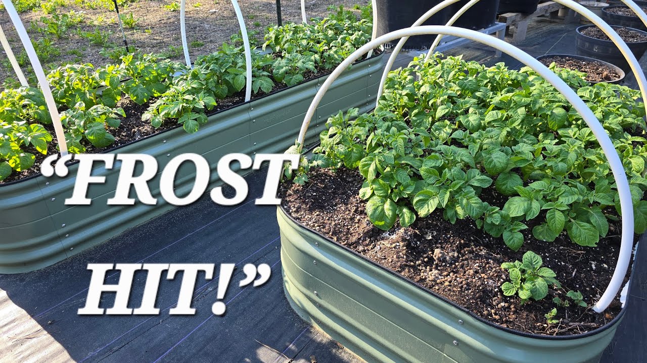 Don’t Trust the Forecast? Frost Hit My Potatoes (What I Learned)