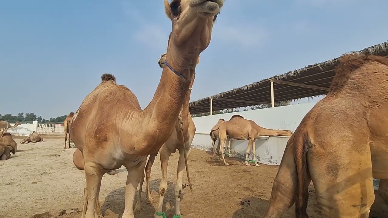 🐪🌼Camel Farm 🌼🐪BAHRAIN🐪Persian Gulf🌏
