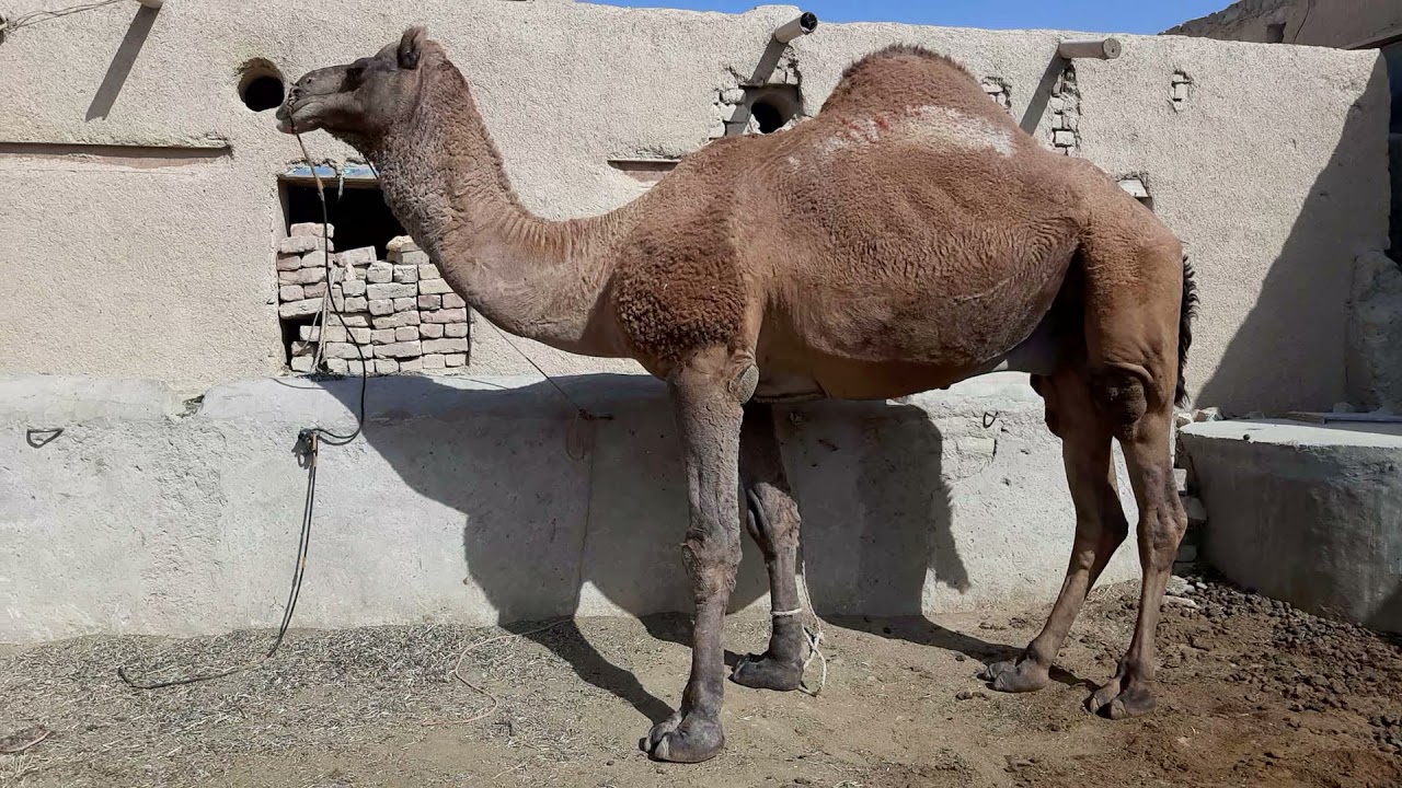 King Size Camel . heavy weight