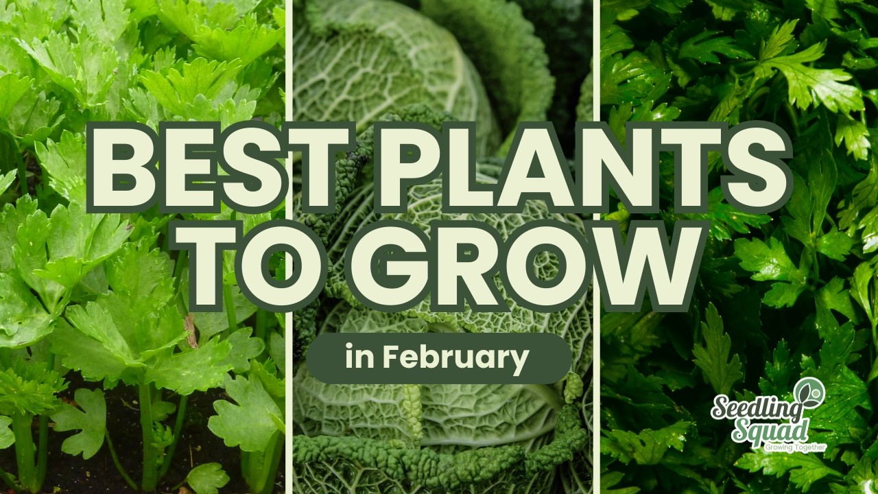 Best Plants to Grow in February