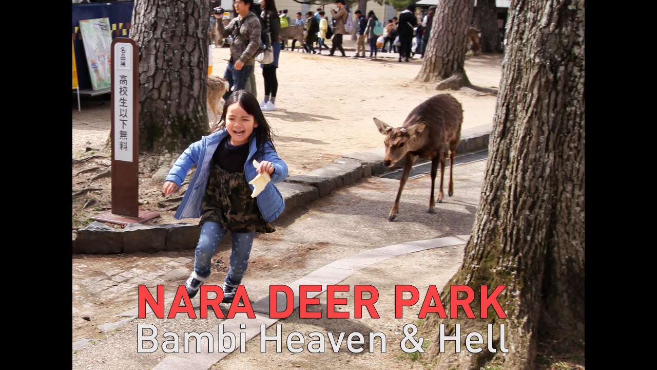 Nara Deer Park - Japan's Bambi Heaven & Hell