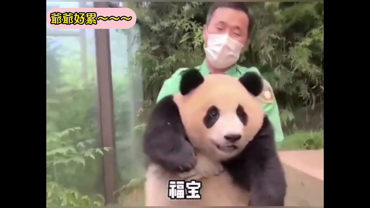 #福寶下班的各種方式😂