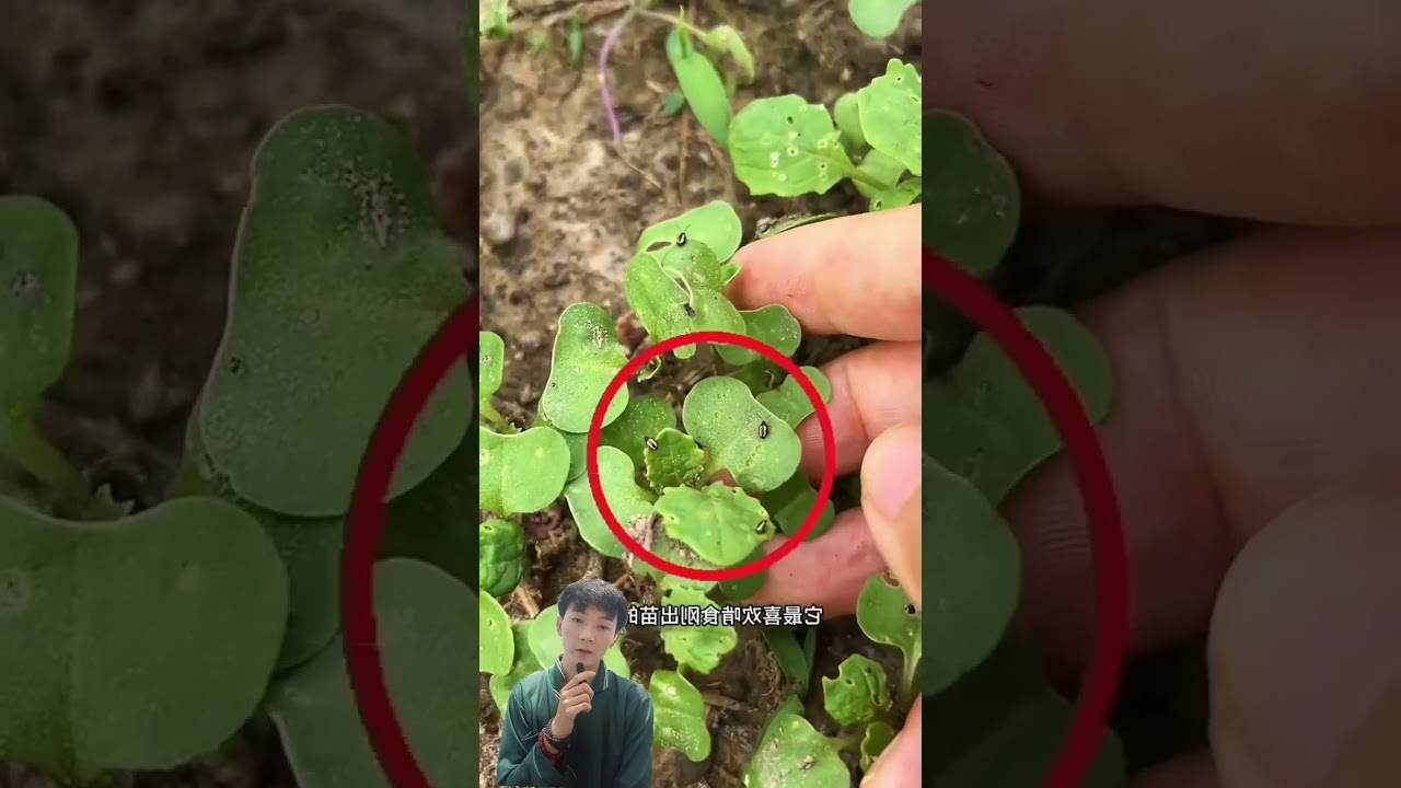 b&oacute;n ph&acirc;n cho c&acirc;y rau cải #gardentips