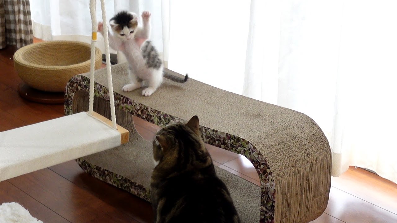 ブランコのお手本を見せるねこ。-Maru teaches how to get on the swing.-