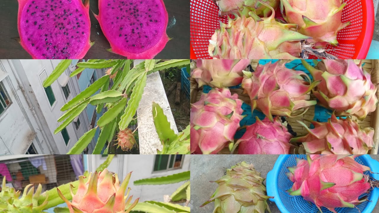 ড্রাগন গাছের A-Z পরিচর্যা #gardening #rooftopgarden #dragon 