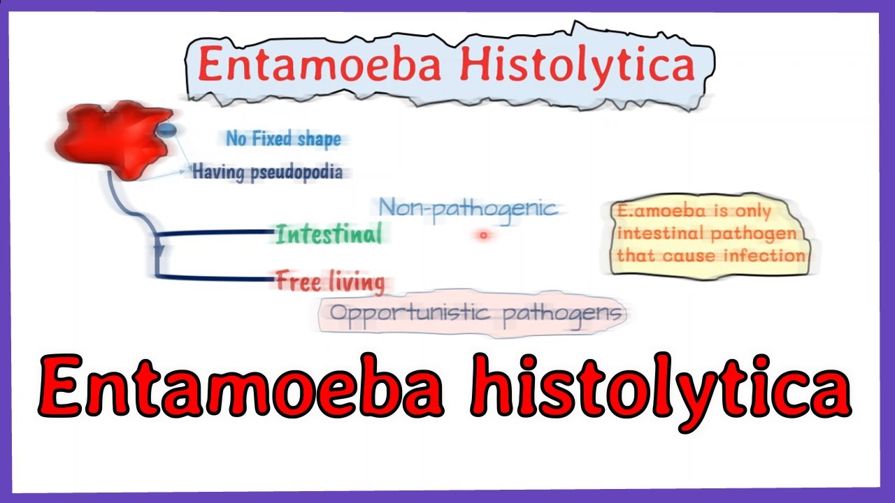 Entamoeba histolytica life cycle || morphology || Laboraotry diagnosis || full explained
