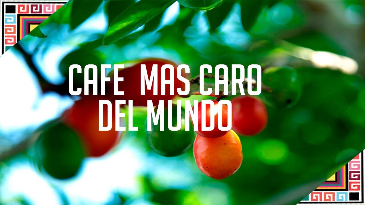 El cafe mas Caro del Mundo, el Geisha y es de Panama.
