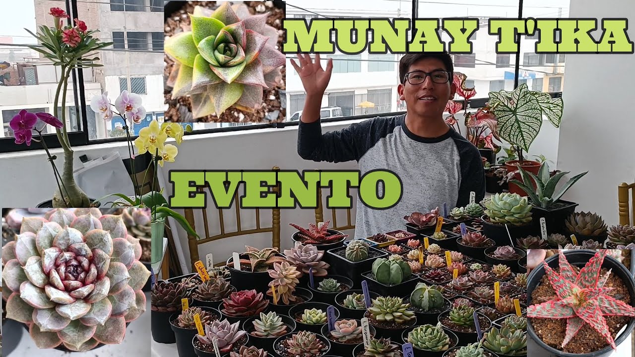 SUCULENTAS DE ENSUEÑO EN LIMA-PERU #suculentas #collection #echeveria
