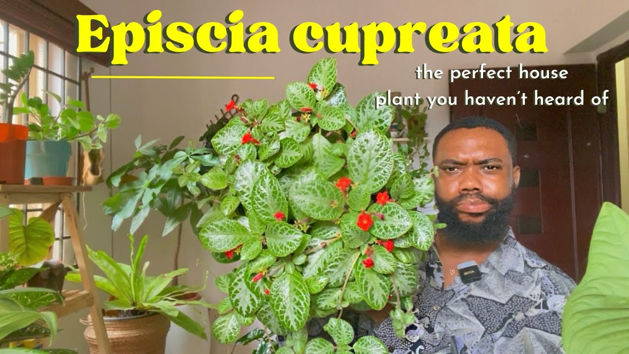 Episcia cupreata. A great plant you haven’t heard of!  Flame Violet Care