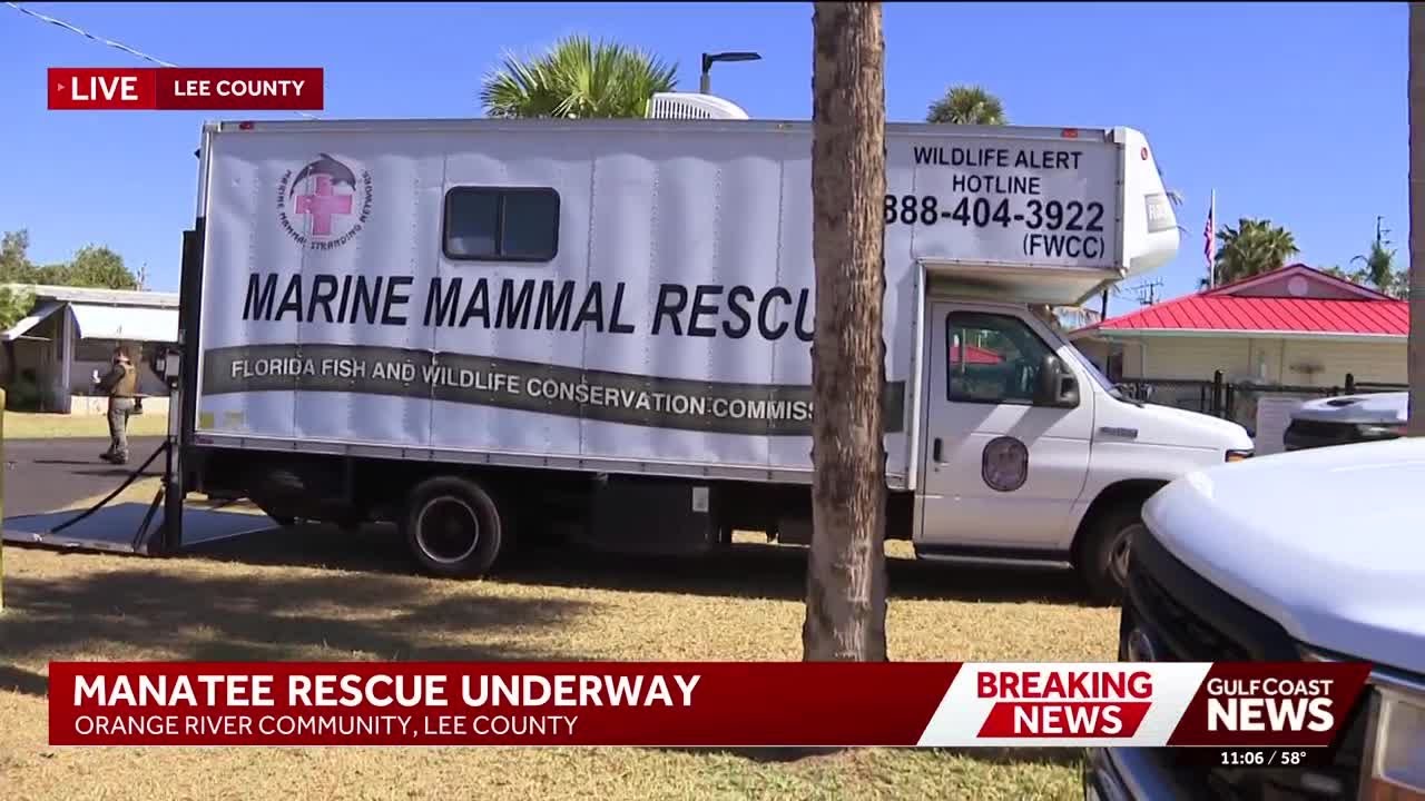 Crews work to rescue manatee and calf in distress in Orange River