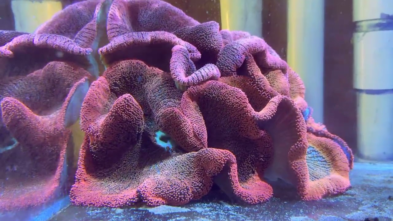 Three beautiful anemones ❤️❤️