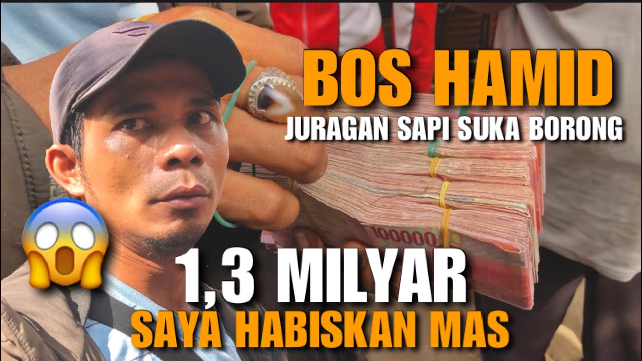 1,3 MILYAR LUDES😱❗️BOS HAMID Spesialis Belanja Sapi Jumbo, Total 55 Ekor Sapi Siap Jual Lagi
