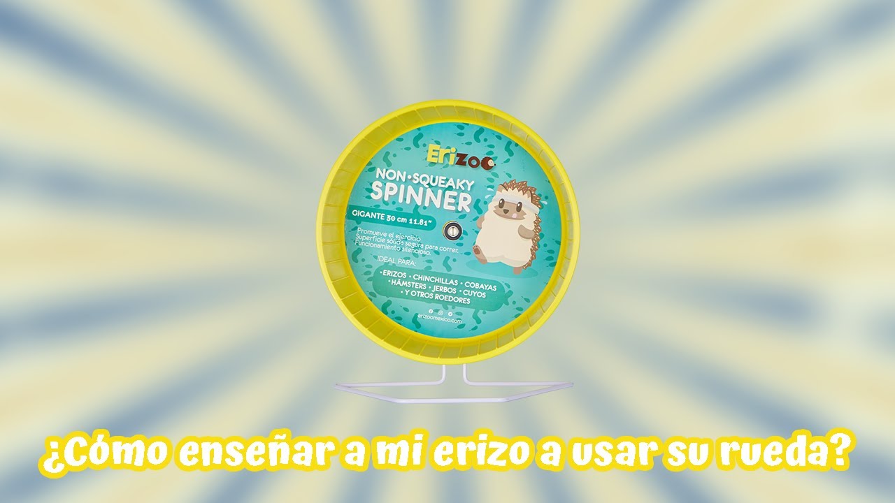 ¿Cómo enseñar a mi erizo a usar su rueda? | Erizoo México
