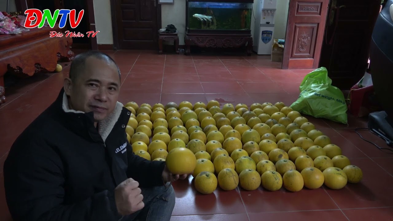 MỘT SỐ KINH NGHIỆM THU HOẠCH BƯỞI ĐỂ ĐƯỢC LÂU TRÁNH BỊ THỐI