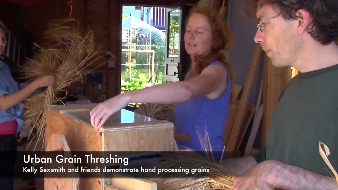 Urban Grain Threshing - Edible Garden Project