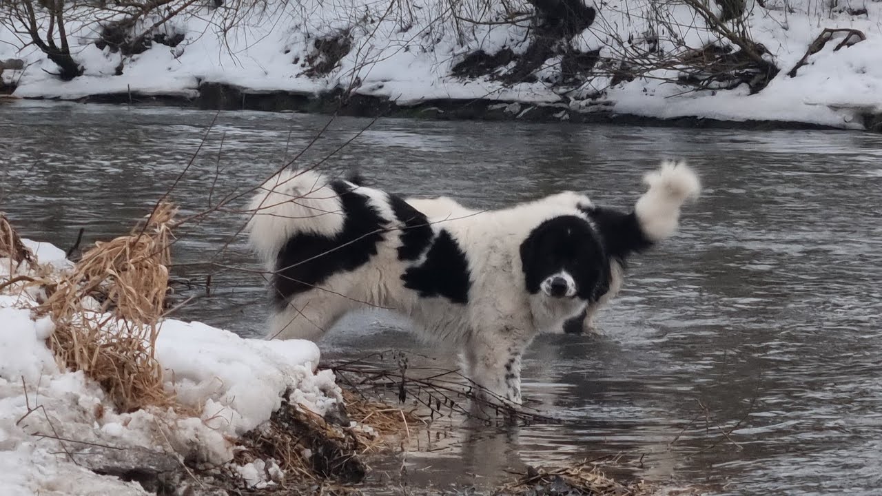 La pas pe Valea Someșului Mic 🏞 la sfârșit de Ianuarie❄️ ciobănesc românesc de Bucovina 🐕🇷🇴❄️