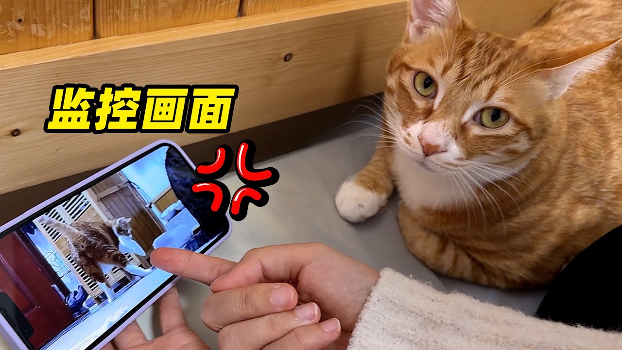 猫太聪明也是个问题，监控拍下大黄的作案过程
