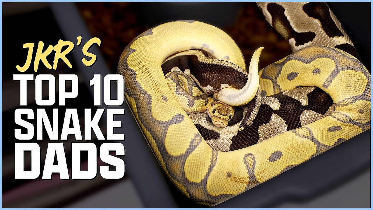 Top 10 Adult Ball Pythons at JKR! | Father's Day Special