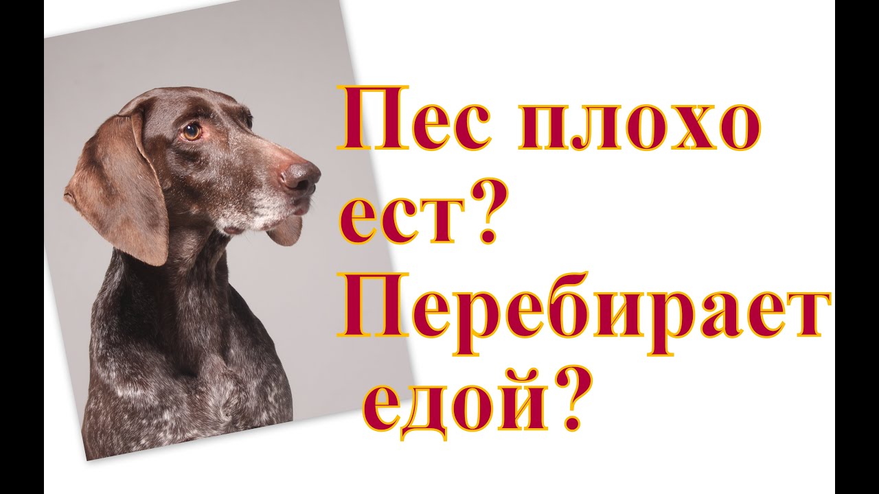 Плохо ест перебирает едой Плохой аппетитЕст только вкусное 1