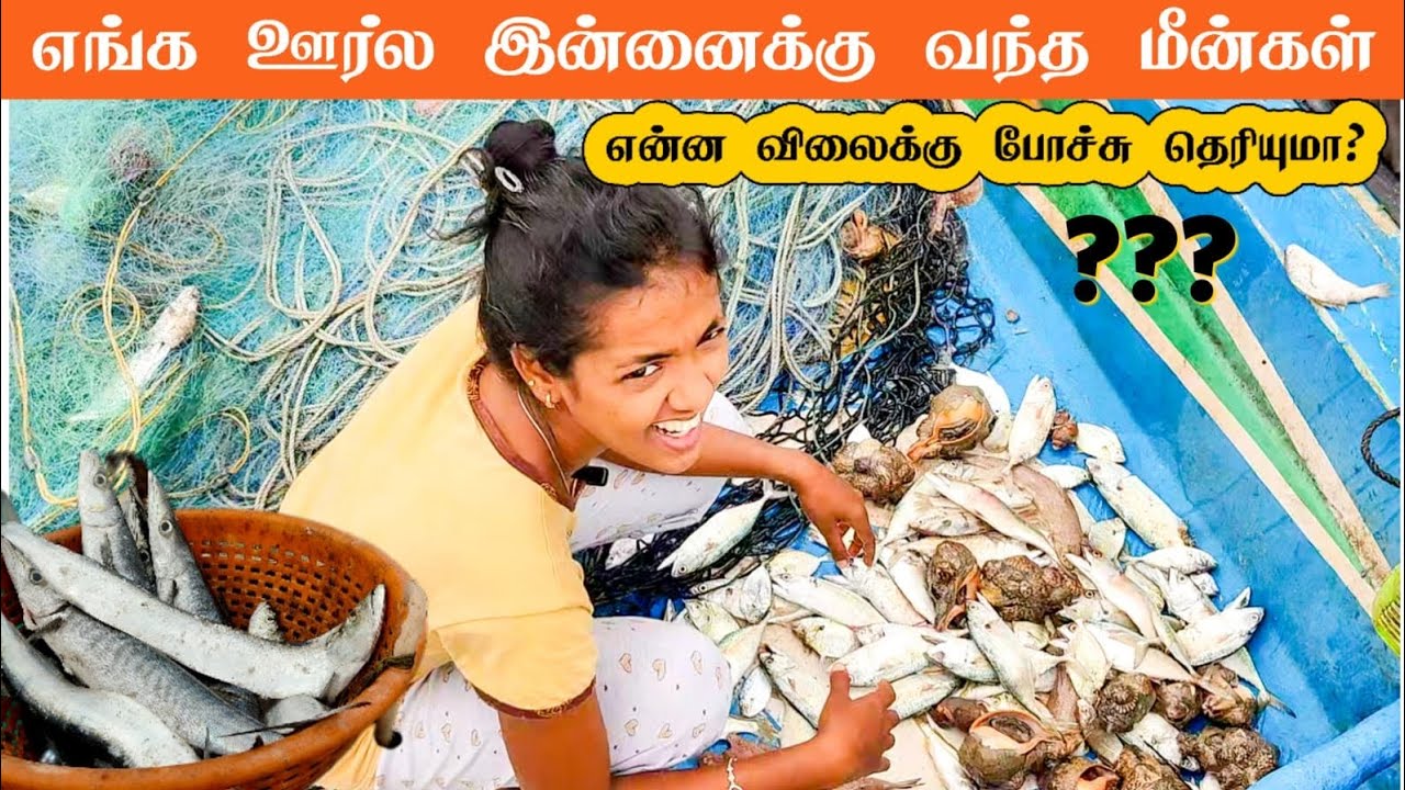 எங்க ஊர்ல இன்னைக்கு வந்த மீன்கள் 😱 எவ்ளோக்கு போச்சு தெரியுமா 🤯